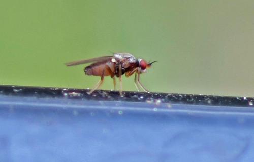 Réf. 338 428 : Elachiptera cornuta